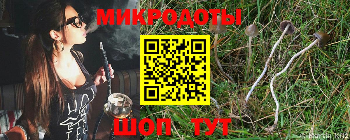 Галлюциногенные грибы Psilocybine cubensis Назарово